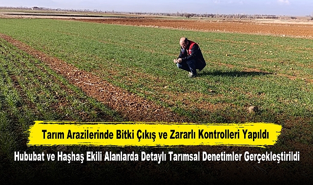 Tarım Arazilerinde Bitki Çıkış ve Zararlı Kontrolleri Yapıldı: Hububat ve Haşhaş Ekili Alanlarda Detaylı Tarımsal Denetimler Gerçekleştirildi