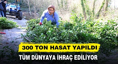 300 TON HASAT YAPILDI