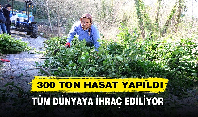 300 TON HASAT YAPILDI