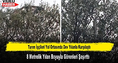 8 Metrelik Dev Yılan Boyuyla Görenleri Şaşırttı
