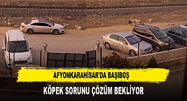AFYONKARAHİSAR'DA BAŞIBOŞ KÖPEK SORUNU ÇÖZÜM BEKLİYOR