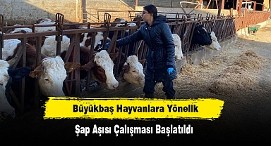 Büyükbaş Hayvanlara Yönelik Şap Aşısı Çalışması Başlatıldı