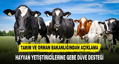 HAYVAN YETİŞTİRİCİLERİNE GEBE DÜVE DESTEĞİ