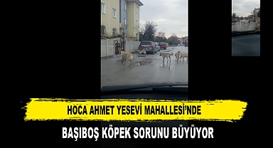 HOCA AHMET YESEVİ MAHALLESİ’NDE BAŞIBOŞ KÖPEK SORUNU BÜYÜYOR