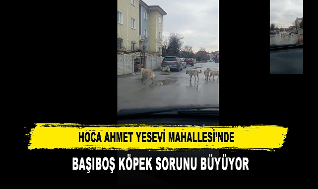 HOCA AHMET YESEVİ MAHALLESİ’NDE  BAŞIBOŞ KÖPEK SORUNU BÜYÜYOR