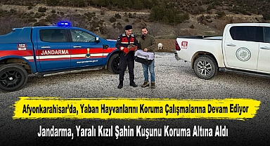 Jandarma, Yaralı Kızıl Şahin Kuşunu Koruma Altına Aldı