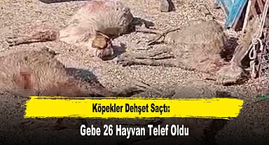 Köpekler Dehşet Saçtı: Gebe 26 Hayvan Telef Oldu