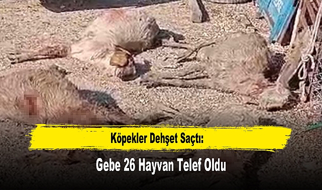 Köpekler Dehşet Saçtı: Gebe 26 Hayvan Telef Oldu