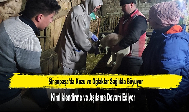 Kuzu ve Oğlaklara Kimliklendirme ve Aşılama Çalışmaları Sürüyor