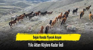 Soğuk Havada Yiyecek Arayan Yılkı Atları Köylere Kadar İndi