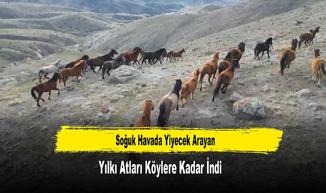 Soğuk Havada Yiyecek Arayan Yılkı Atları Köylere Kadar İndi