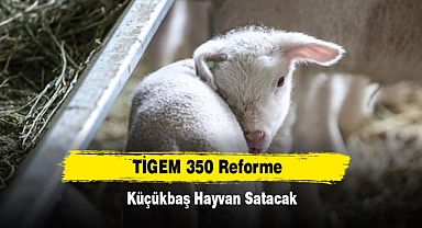 TİGEM 350 Reforme Küçükbaş Hayvan Satacak