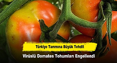 Türkiye Tarımına Büyük Tehdit: Virüslü Domates Tohumları Engellendi