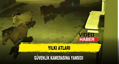YILKI ATLARI GÜVENLİK KAMERASINA YANSIDI