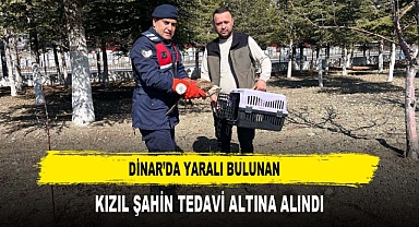 DİNAR’DA YARALI BULUNAN KIZIL ŞAHİN TEDAVİ ALTINA ALINDI