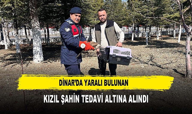DİNAR’DA YARALI BULUNAN  KIZIL ŞAHİN TEDAVİ ALTINA ALINDI