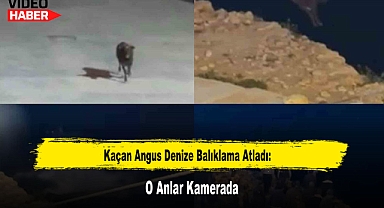 Kaçan Angus Denize Balıklama Atladı: O Anlar Kamerada