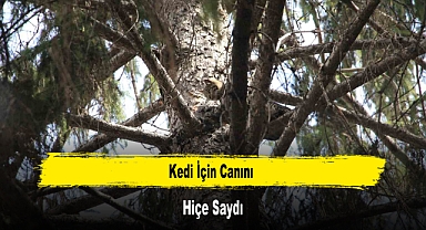 Kedi İçin Canını Hiçe Saydı