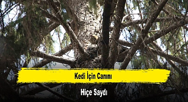 Kedi İçin Canını Hiçe Saydı
