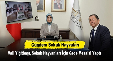 Vali Yiğitbaşı, Sokak Hayvanları İçin Gece Mesaisi Yaptı