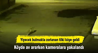 Yiyecek bulmakta zorlanan tilki köye geldi