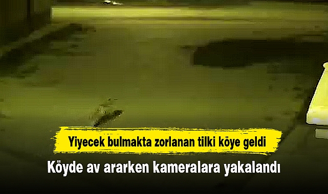 Yiyecek bulmakta zorlanan tilki köye geldi