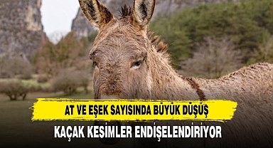 At ve Eşek Sayısında Büyük Düşüş: Kaçak Kesimler Endişelendiriyor