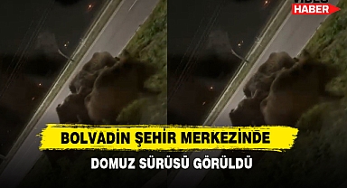 Bolvadin Şehir Merkezinde Domuz Sürüsü Görüldü