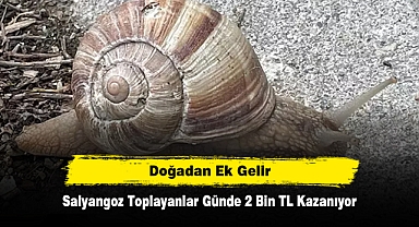 Doğadan Ek Gelir: Salyangoz Toplayanlar Günde 2 Bin TL Kazanıyor