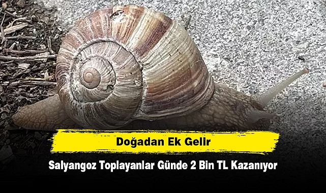 Doğadan Ek Gelir: Salyangoz Toplayanlar Günde 2 Bin TL Kazanıyor