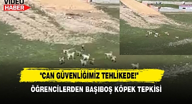 Öğrencilerden Başıboş Köpek Tepkisi