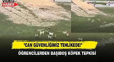 Öğrencilerden Başıboş Köpek Tepkisi