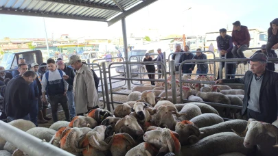 Şuhut Hayvan Pazarı’nda Kurbanlık Hareketliliği Başladı