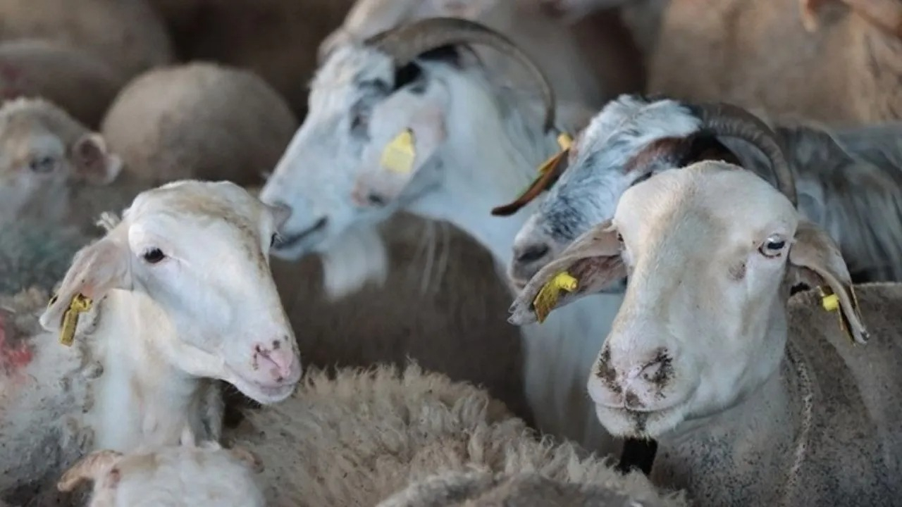 TZOB Başkanı Bayraktar açıkladı: Şehirlere göre kurbanlık fiyatları belli oldu!