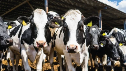 4 bin 351 Üreticiye Gebe Büyükbaş Hayvan ve Finansal Yardım