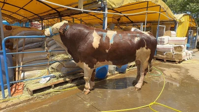 Kurban Pazarının Şampiyonu 1 Ton 200 Kiloluk Dana Oldu