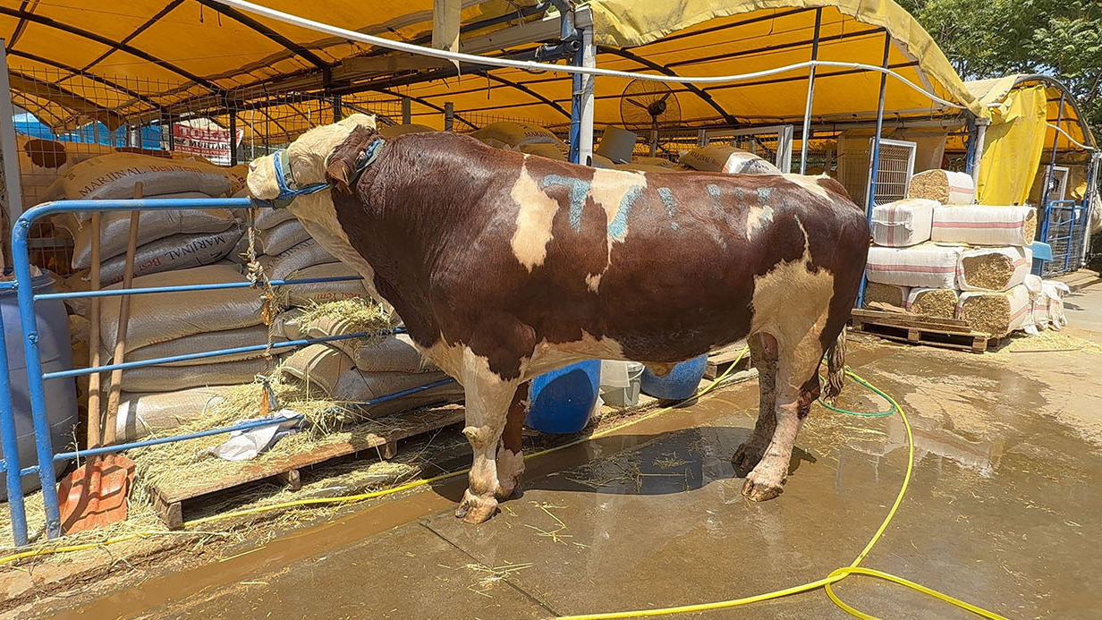 Kurban Pazarının Şampiyonu 1 Ton 200 Kiloluk Dana Oldu