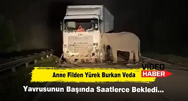 Anne Filden Yürek Burkan Veda! Yavrusunun Başında Saatlerce Bekledi…