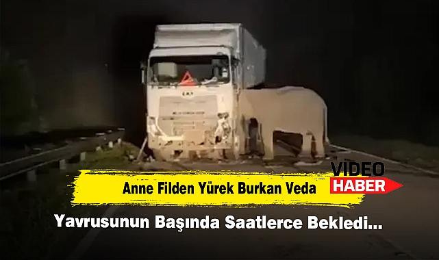 Anne Filden Yürek Burkan Veda! Yavrusunun Başında Saatlerce Bekledi…