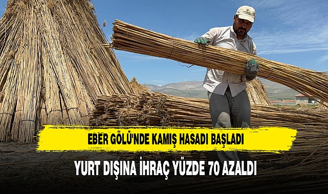 Eber Gölü'nde Kamış Hasadı Başladı