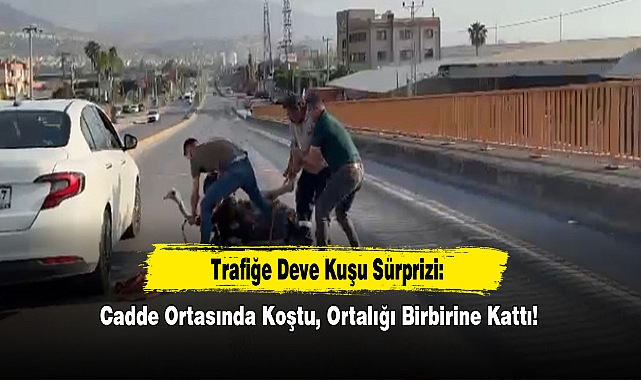Hatay’da Trafiğe Deve Kuşu Sürprizi: Cadde Ortasında Koştu, Güçlükle Yakalandı