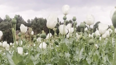 Sandıklı'da Haşhaş Tarlaları Çiçeklendi