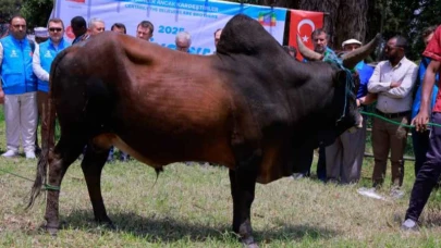 Tdv, Etiyopya’da Vekaletle Kurban Programı Bilgilendirme Toplantısı Gerçekleştirdi