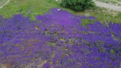 Afyon'da Hanımeli Tarlaları Fotoğraf Meraklılarının Yeni Gözdesi Oldu