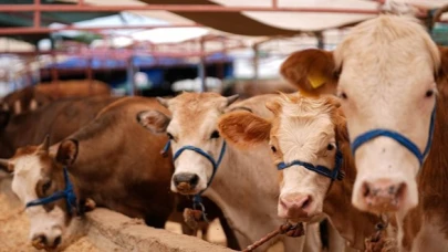 Satılamayan Kurbanı Bakanlık Alacak: İşte Belirlenen Fiyatlar