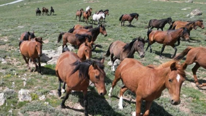 Yılkı Atlarının Yayladan İnişi Görsel Şölene Dönüştü