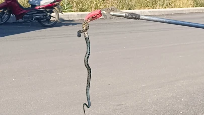 Afyon'da Apartman Bahçesinde Görülen Yılan Paniği