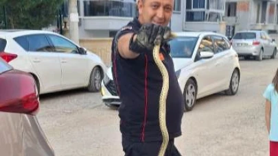 Selçuklu Mahallesi’nde Yılan Paniği!