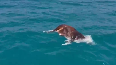 Alanya’da Denizde Ölü İnek Bulundu