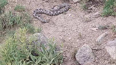 İlçede Görülen Zehirli Engerek Yılanı Korkuya Neden Oldu
